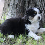 Puppy lying on grass beside a tree trunk, black and white coat with a white blaze on its face.