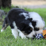 Two fluffy puppies, black-and-white and white-and-black, sniffing a colorful toy on green grass near a tree surface.