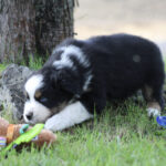 Black-and-white puppy playfully biting a green squeaky toy on grass near a tree.