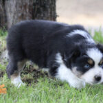 Cute black-and-white puppy with blue eyes walking on grass near a tree, with colorful toys nearby.