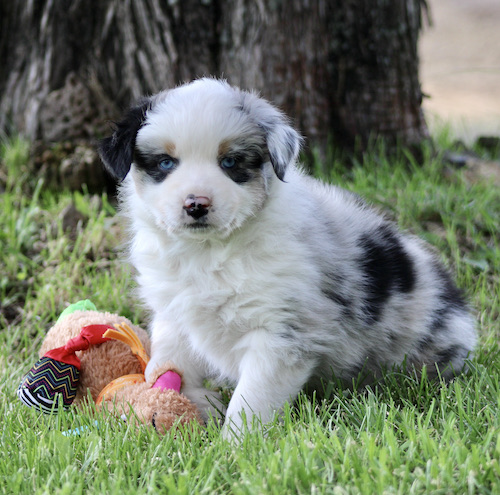 Fluffy puppy with blue eyes sitting on grass next to a colorful plush toy.