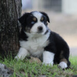 Young tricolor puppy resting against a tree in a grassy yard, looking toward the camera with one blue eye and brown patches on face.