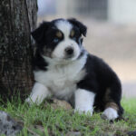 Adorable black, white, and tan puppy sitting on grass beside a tree, looking at the camera.