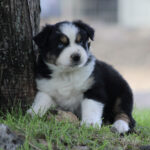 Young black, white, and tan puppy (Australian Shepherd) sitting by a tree on green grass.