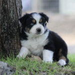 Adorable tricolor puppy with blue eyes resting beside a tree on grass outdoors