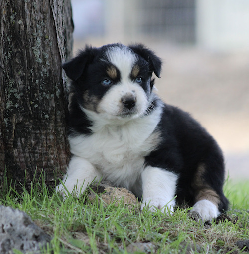 Young tricolor puppy with blue eyes sits beside a tree on a grassy patch near the trunk.
