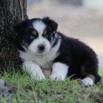 Puppy lying on grass at the base of a tree with a black, white coat and blue eyes, looking at the camera.