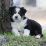 Puppy with black and white fur and blue eyes resting against a tree on a grassy patch.