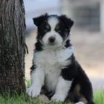 Puppy with a black and white coat sits on grass beside a tree, looking at the camera.