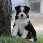 Cute black, white, and tan puppy sitting by a tree outdoors, looking at the camera.