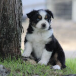 Young black, white, and tan puppy with blue eyes sits by a tree outdoors.