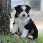 Fluffy black, white, and tan puppy sitting by a tree on grass, looking at the camera.