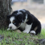 Young black, white, and tan puppy crouches on grass near a tree, looking intently at the ground.