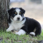 Young tricolor puppy (black, white, tan) resting against a tree on grass outdoors, looking at the camera.