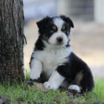 Puppy with black, white, and tan fur sits by a tree on a grassy area.