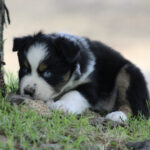 Black and white puppy with a blue eye lying on the grass beside a tree, looking toward the camera.