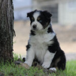 Black and white border collie puppy sitting on grass beside a tree outdoors.