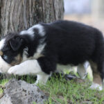 Young tricolor Australian Shepherd puppy sniffing near a tree in a grassy yard.