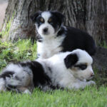 Two black-and-white puppies resting on green grass near a tree, one looking toward the camera.