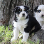 Two fluffy puppies sit on grass near a tree trunk; the left one is black and white with blue eyes, the right one is white with blue eyes partly visible.