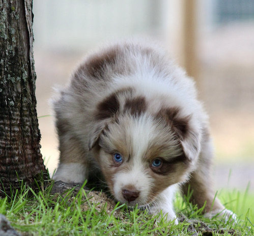 Fluffy brown-and-white puppy with blue eyes crouching in the grass beside a tree.