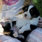 Young person in a pink shirt holds a fluffy black-and-white puppy on their lap outdoors, legs crossed in striped fabric shorts/pants, puppy with pink paw pads showing.