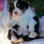 Tri-color puppy cuddled in a person's lap outdoors, pink paw pads visible on a striped blanket edge.