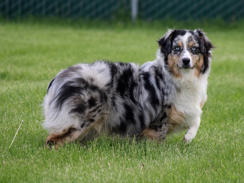 Australian Shepherd with a blue-merle coat standing on green grass, looking toward the camera in a yard setting.